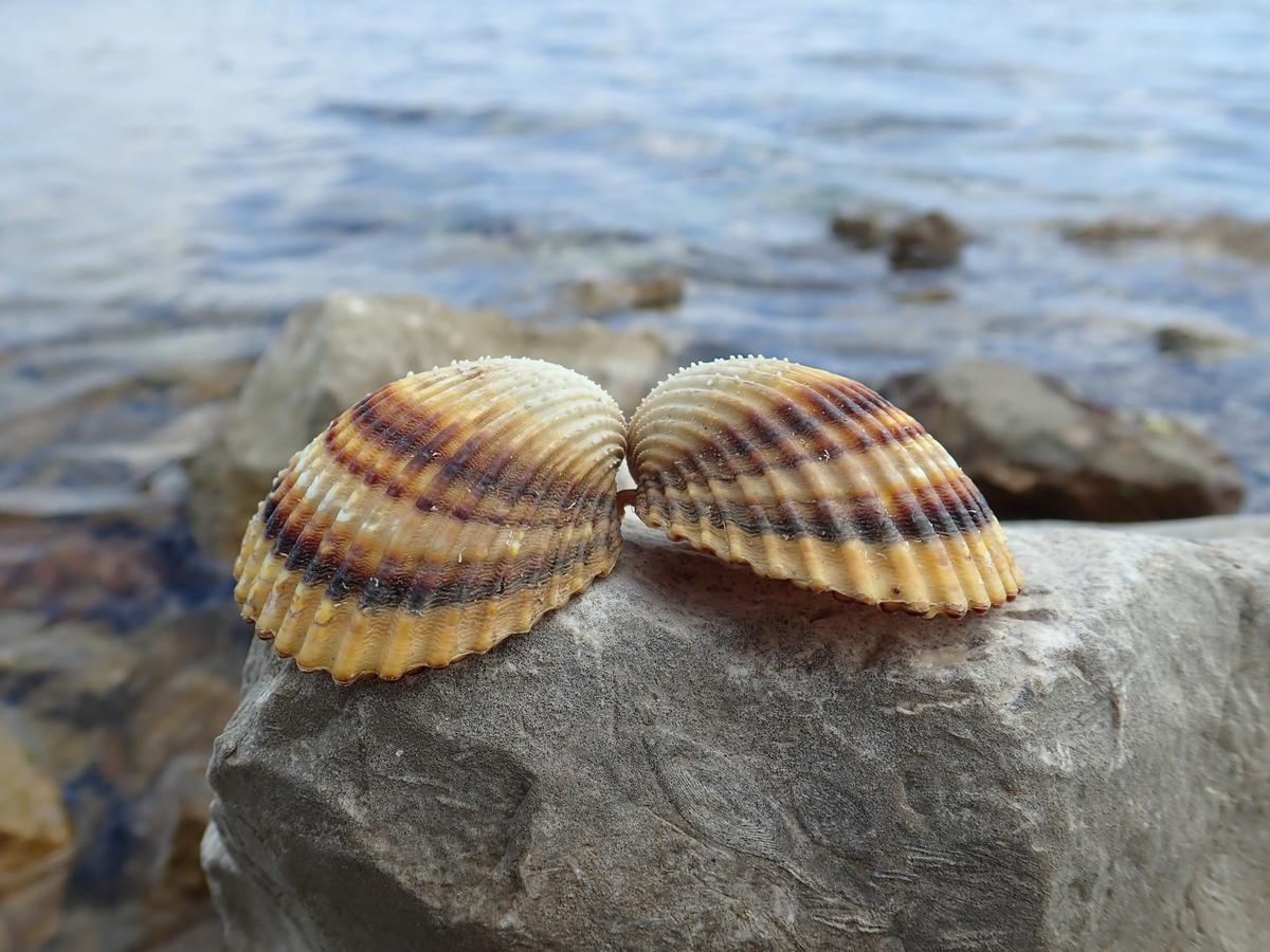 Apartments Marino ポヴリャナ エクステリア 写真